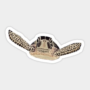 sea turtle 2 Sticker